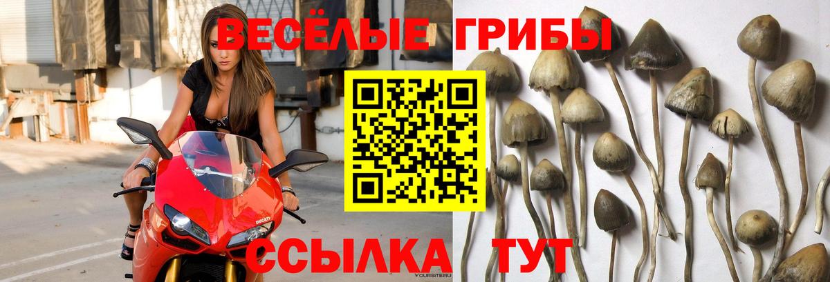 Псилоцибиновые грибы мицелий  Вход с VPN  Волоколамск 